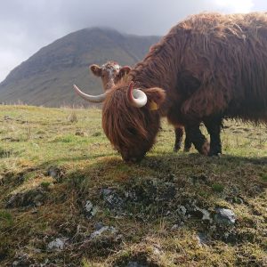 West highland way adventure cow